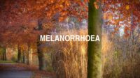 Melanorrhoea