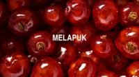 Melapuk