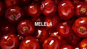 Arti Melela
