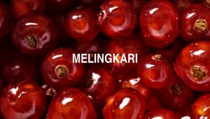 Melingkari