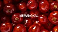 Memangkal