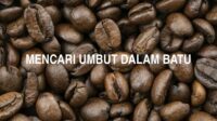 Mencari Umbut Dalam Batu