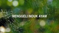 Menggeli Induk Ayam