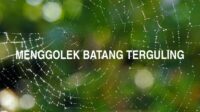 Menggolek Batang Terguling