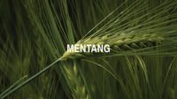 Mentang