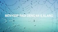 Menyisip Padi Dengan Ilalang