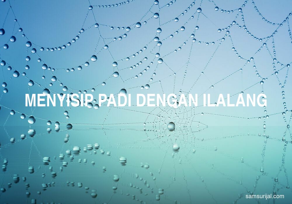 Arti Menyisip Padi Dengan Ilalang