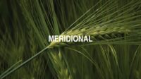 Meridional