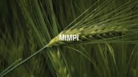 Mimpi