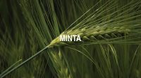 Minta