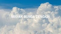 Minyak Bunga Cengkih