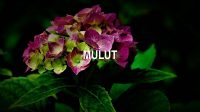 Mulut