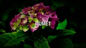 Mumet