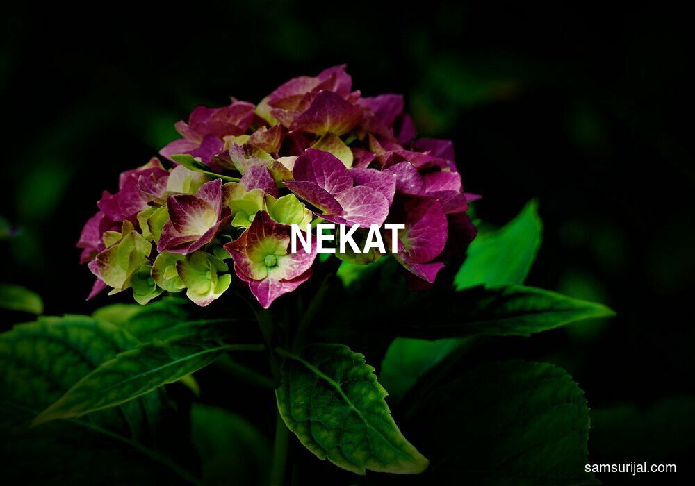 Arti Nekat