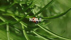 Arti Noble