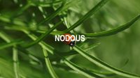 Nodous