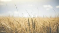 Ocellary