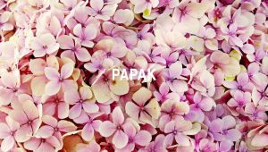 Papak