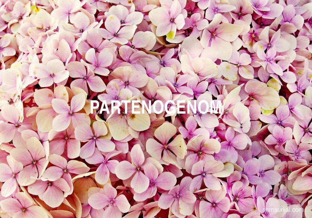 Arti Partenogenom