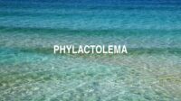 Phylactolema