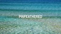 Pinfeathered