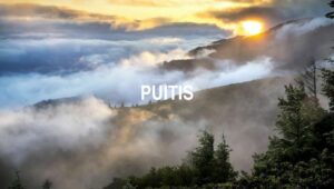 Puitis