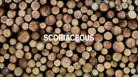 Scoriaceous