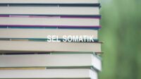 Sel Somatik