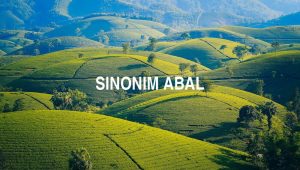 Sinonim Abal