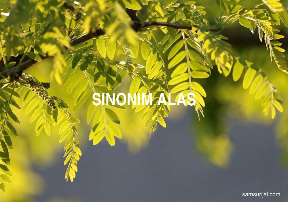 Sinonim Alas