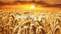 Sinonim Anai-Anai