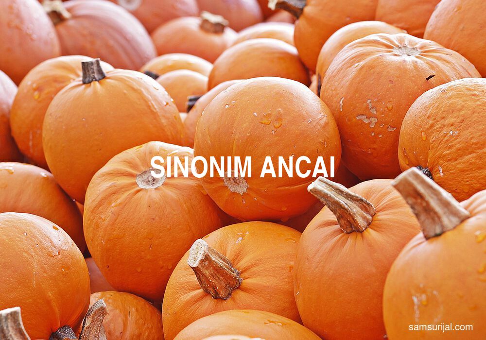 Sinonim Ancai