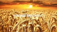 Sinonim Bangkrut