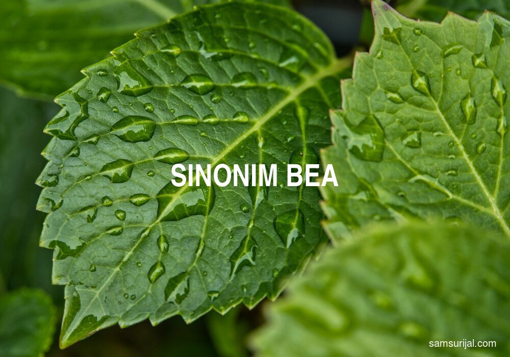 Sinonim Bea