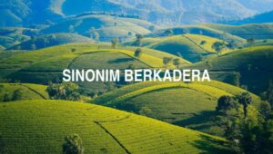 Sinonim Berkadera