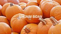 Sinonim Bidan