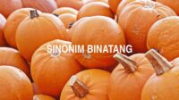 Sinonim Binatang