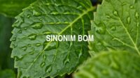 Sinonim Bom