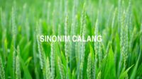 Sinonim Calang