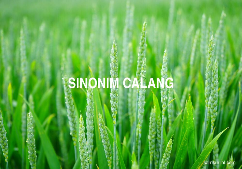 Sinonim Calang