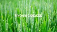 Sinonim Cangkok