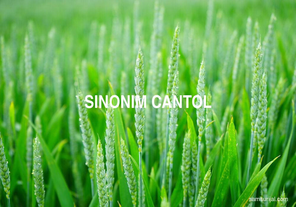 Sinonim Cantol