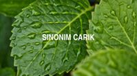 Sinonim Carik