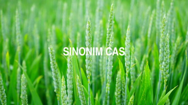 Sinonim Cas