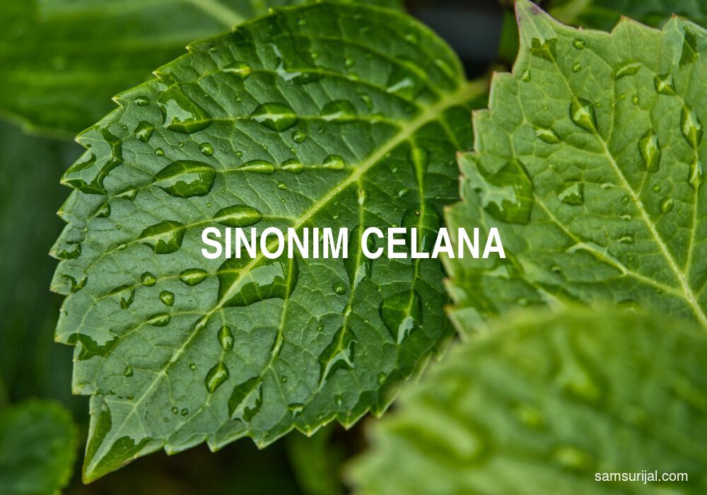 Sinonim Celana