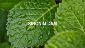 Sinonim Dam