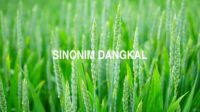 Sinonim Dangkal