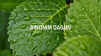 Sinonim Dasun