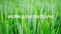 Sinonim Duduk Tercelapak