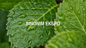 Sinonim Ekspo